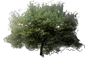 American Sweet Chestnut